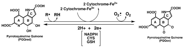 包含圖片、插圖等的外部文件。
對(duì)象名稱為 biomolecules-11-01441-g001.jpg