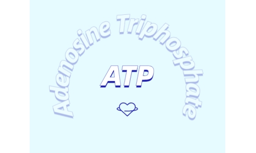 ATP 補(bǔ)充劑有什么作用？