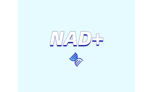 NAD與NMN的全新概念？
