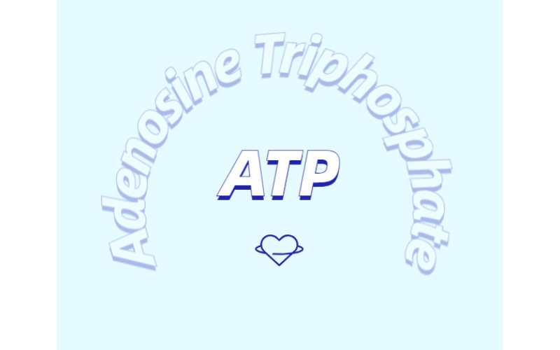 ATP 補(bǔ)充劑有什么作用？